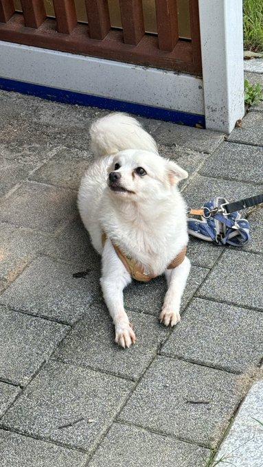 野球場に捨てられた子犬。  jpg