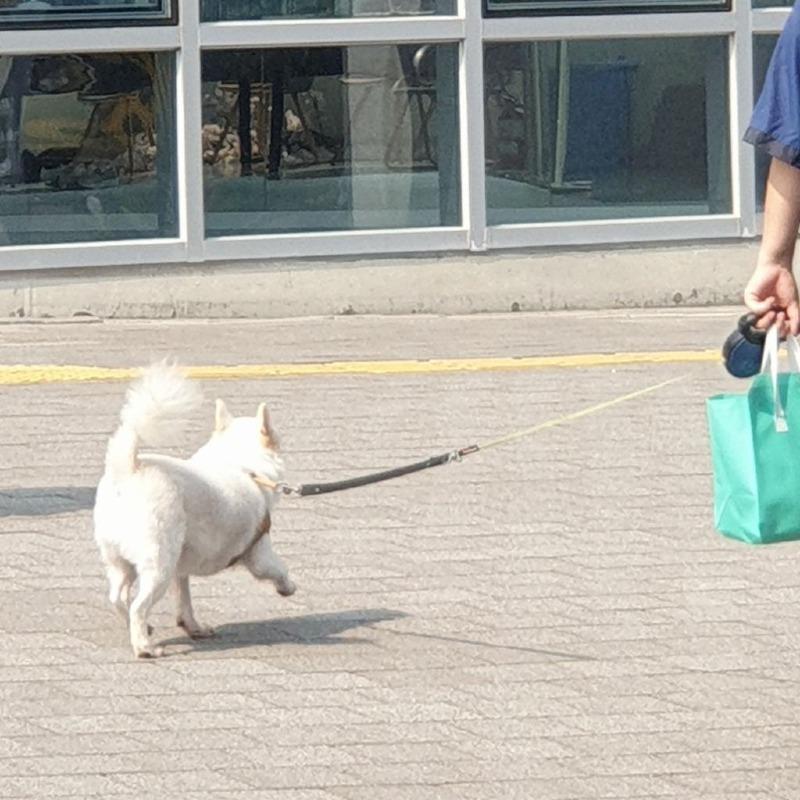 野球場に捨てられた子犬。  jpg