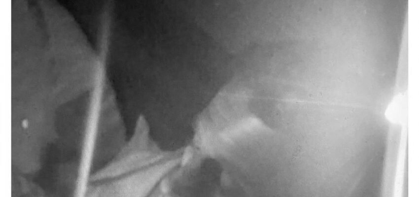 바이든 아들이 17억 주고 유역비와 잤다는 루머…ㄷㄷㄷ