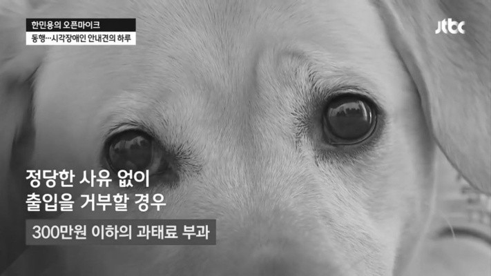 하루에 7번 거절당하는 안내견의 하루