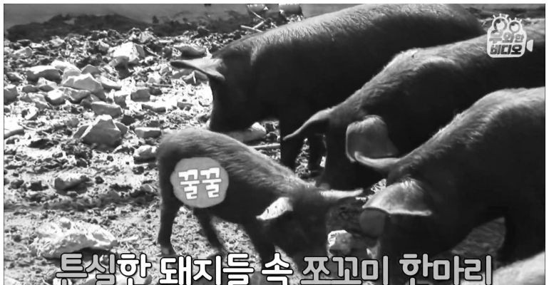살 안찌는 돼지