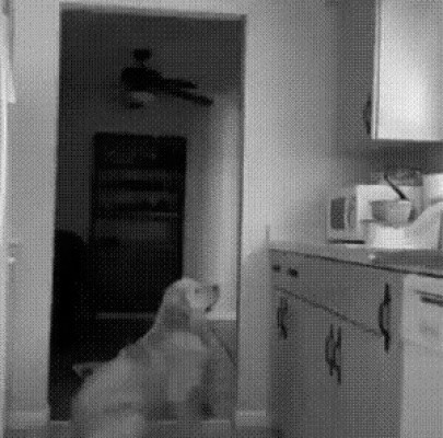 현장검거 당한 골댕이.gif