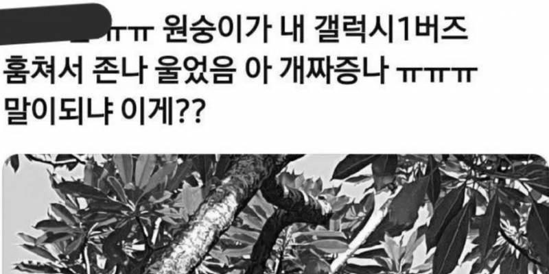 원숭이가 내 갤럭시 버즈 훔쳐서 울었음ㅠㅠㅠ말이되냐 이게?