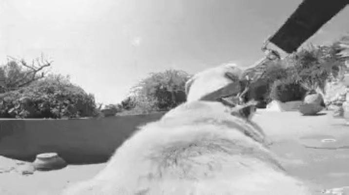 댕댕이 전력질주.gif