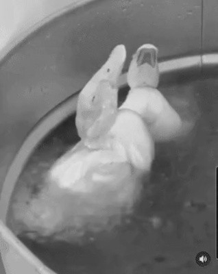 산채로 튀겨지는 오리들……