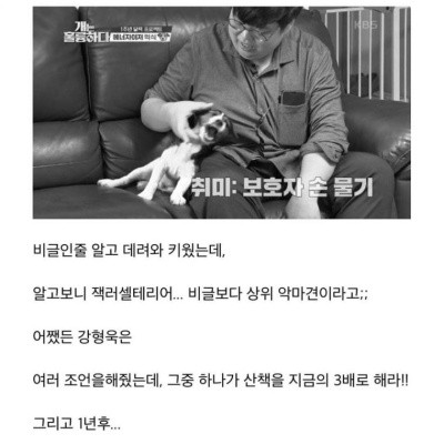 악마견 잭러셀테리어를 키운 주인