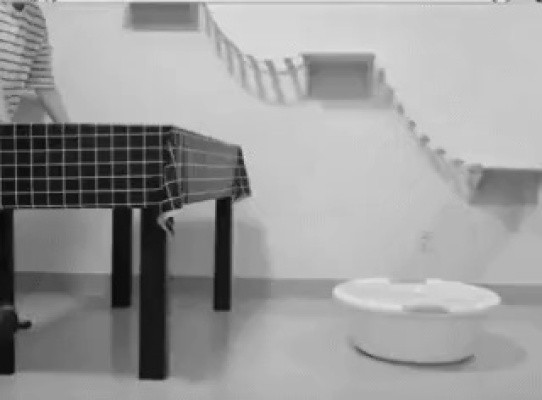 허공답보도 가능하다냥