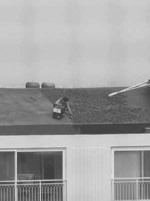 냉혹한 고추 말리기의 세계.jpg