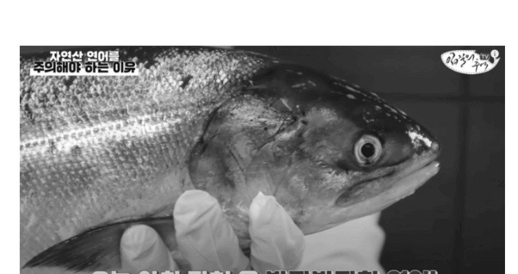 혐) 자연산 연어회를 조심해야 하는 이유.jpg