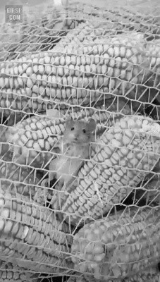 그물에 걸린 생쥐
