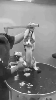 공개 결박 수치 제모 몰카 플레이