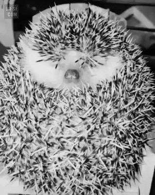 자고있는 고슴도치 깨우는 방법