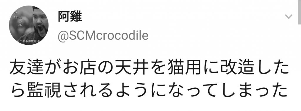 고양이한테 감시당하는 가게
