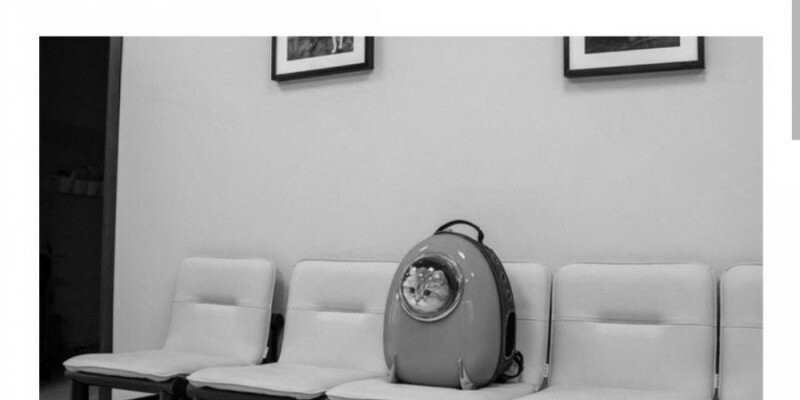 고양이는 임포스터가 아니었습니다