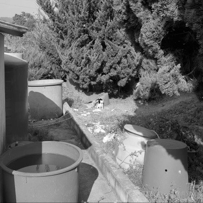 밭에 허락없이 살다가 아빠한테 들킨