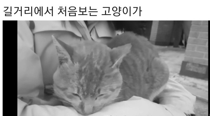 영하 10도의 바깥이 너무 추웠던 냥이