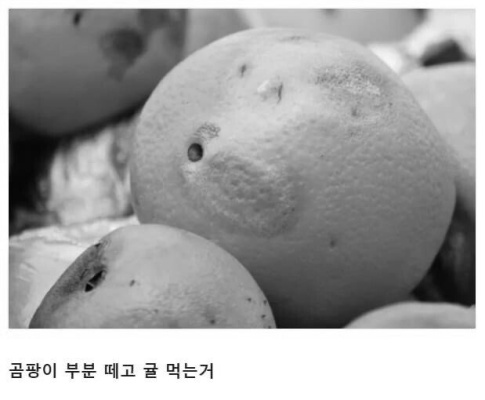 동물농장 대금 누나