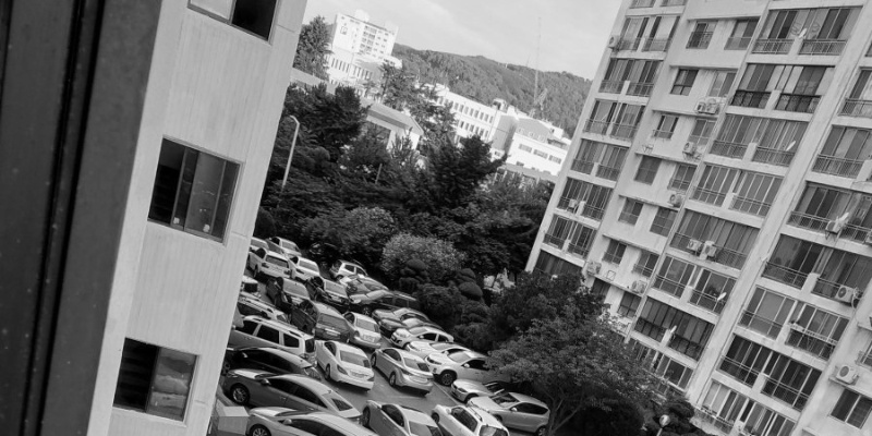 아침에 눈떴는데 시바견이 애교부림.gif