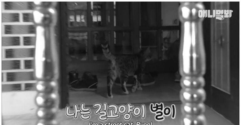 댕댕이의 위험 감지 능력.gif