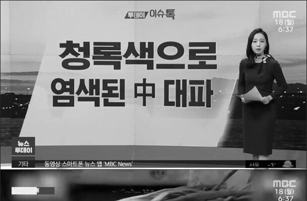 중국산 대파 클라스