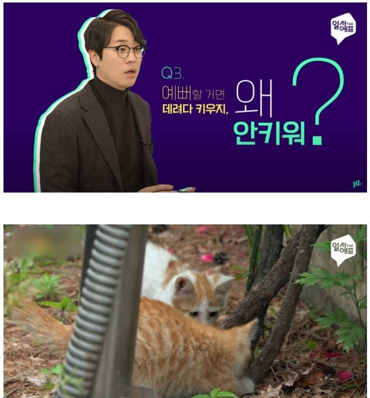 캣맘이 고양이를 데려다 키우지 않는 이유?