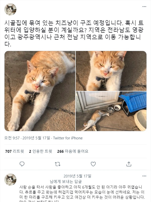 고양이에게 자유를 찾아준 캣맘.jpg