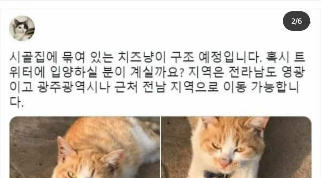 캣맘의 고양이 구출 작전.JPG