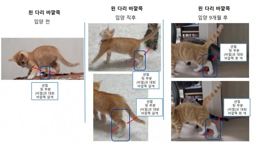 고양이 어머님들이 1년간 사진을 보내라고 하는 이유