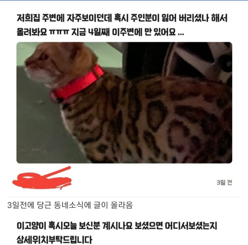 당근마켓 캣맘 급발진.jpg