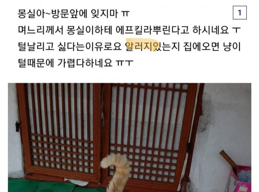 사탄도 한수 접는 캣맘 레전드 갱신