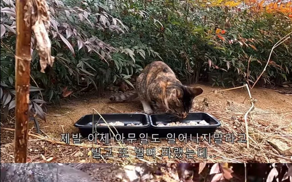 길고양이 때문에 국과수 부른 캣맘.jpg