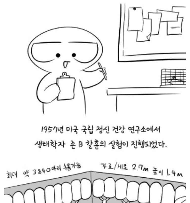 60년 전 쥐 사회 실험