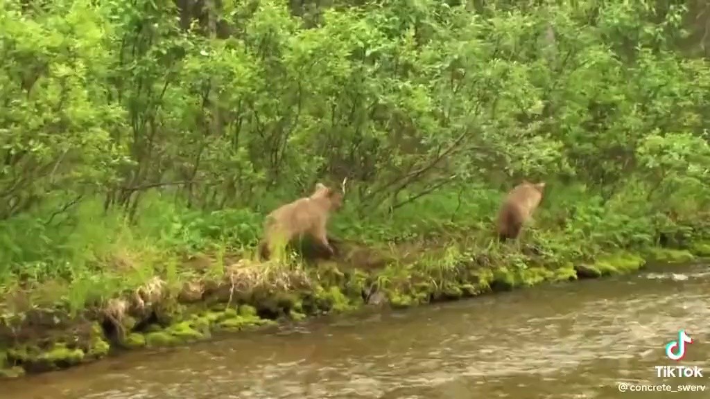 (SOUND)야생 불곰 한테 목숨 잃을뻔한 유투버