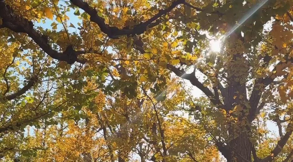 르세라핌 카즈하