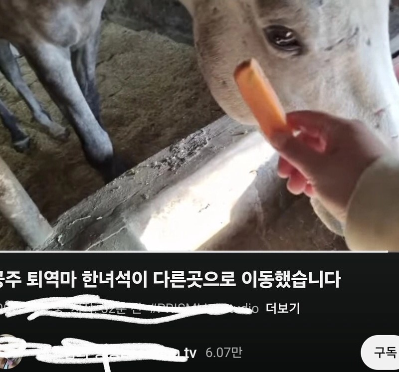 동물보호단체의 실시간 유튜브 라이브 환장쇼