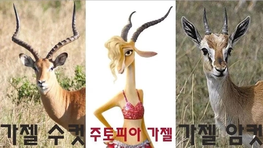 주토피아 가젤 충격적인사실