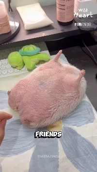 (SOUND)고도비만 고슴도치.mp4