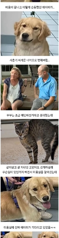 미용실 갔다오더니 표독해진 멍멍이