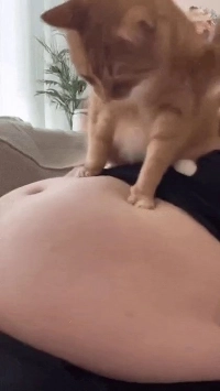 찰진 타격감에 정신 못차리는 고양이