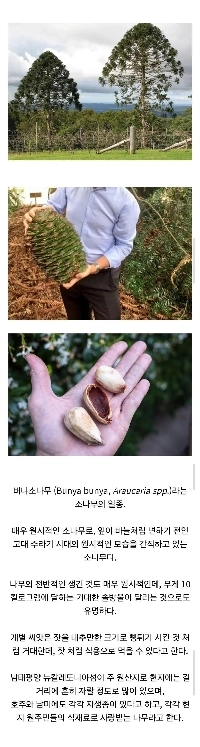 호주의 사망사고 자주 유발하는 흔한 솔방울의 크기.jpg