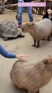 (SOUND)카피바라의 충격적인 실제 크기 ㄷㄷ