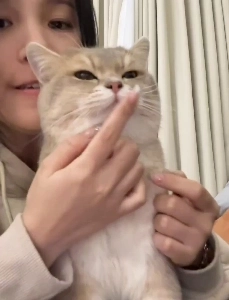 고양이: 에휴 닝겐