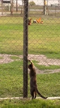 (SOUND)철망 너머 쥐 잡는 고양이.mp4