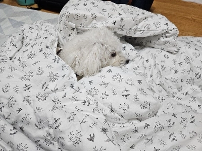 세상 편하게 쉬는 중인 댕댕이.jpg