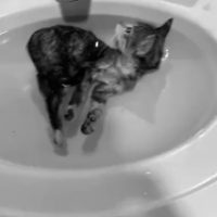 물속성 고양이 ㅎㅎ