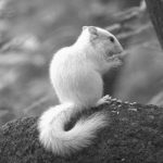 설악산에 서식 한다는 흰다람쥐
