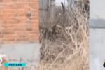 중국 마을에 나타난 백두산 호랑이