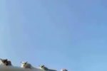 하늘다람쥐 점프
