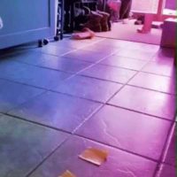 걸어와서 바닥에 테이프 붙이는 고양이