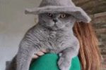 꽤나 멋진 모자를 쓴 고양이.gif